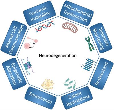 C. elegans as an Animal Model to Study the Intersection of DNA Repair, Aging and Neurodegeneration